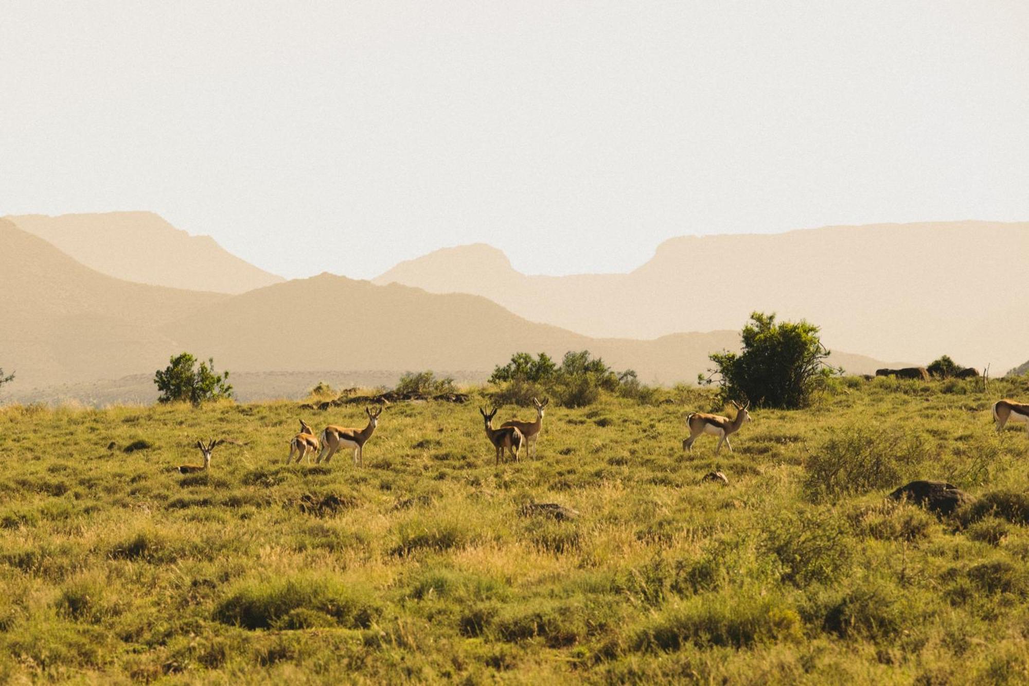 Buccara Wildlife Reserve Храфф-Рейнет Экстерьер фото